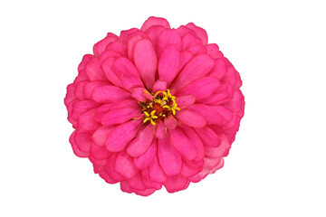 colorful zinnia isolated in white background