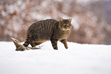 European wildcat, felis silvestris, walking on snow in winter nature. Wild predator marching near the prey on snowy meadow. Brown mammal hunting on white pasture.