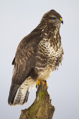 Common buzzard, buteo buteo, sitting on tree in wintertime nature. Bird of prey looking on trunk in wilderness. Vertical compositio of brown and white animal observing on wood.