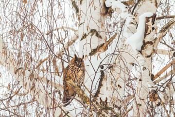 owl on a winter day sits on a birch