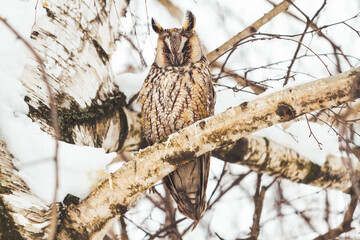 owl sitting on a birch branch on a winter day