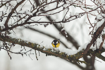 titmouse with yellow feathers sits on a snowy branch
