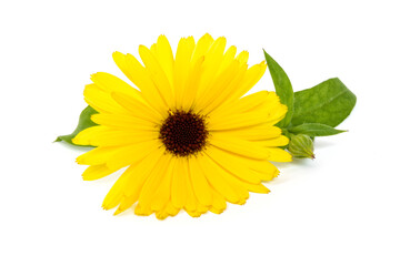 Pot Marigold or Calendula  officinalis flower, bud and leaves isolated on white background
