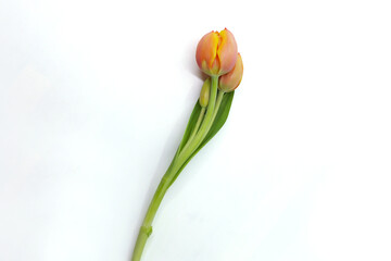 tulip isolated in white background