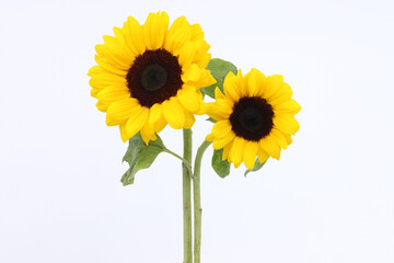 sunflower isolated in white background