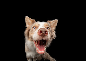 dog smiling .border collie funny portrait. Charming pet in studio on black background. 