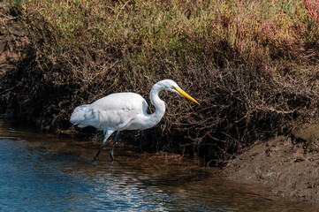 Fototapeta premium Great Egret (Egretta alba) in Malibu Lagoon, California, USA