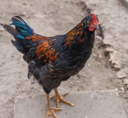 Multicolored chicken close-up in summer on the ground background