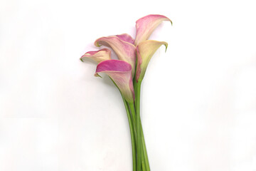 calla isolated in white background