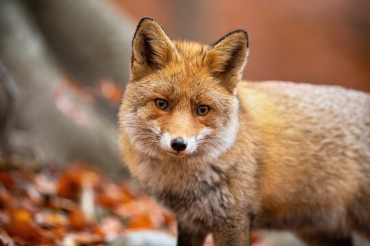 Fototapeta Red fox, vulpes vulpes, standing in woodland in autumn nature from close up. Orange furred animal looking to the camera in forest in fall. Wild predator watching in habitat.