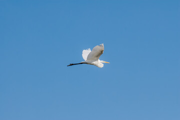 Great Egret (Egretta alba) in Malibu Lagoon, California, USA
