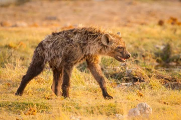  Close-up of Spotted Hyena (Crocuta crocuta) walking in dry grass © Chris