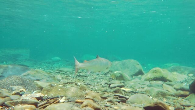 Wild Salmon in Natural Fresh Water River