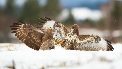 Two common buzzard, buteo buteo, fighting on snow in winter nature. Birds of prey in conflict on...