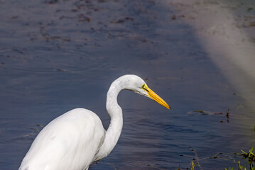 Great Egret (Egretta alba) in Malibu Lagoon, California, USA