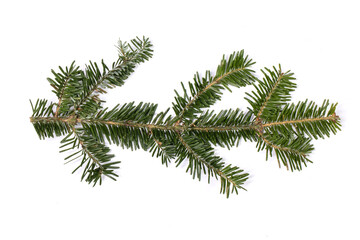 Fir tree branch on white