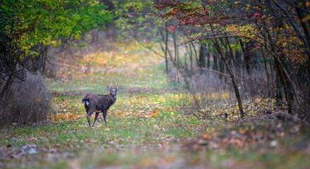 Young majestic red deer stag in Autumn Fall
