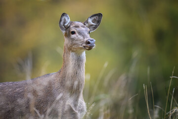 Young majestic red deer stag in Autumn Fall