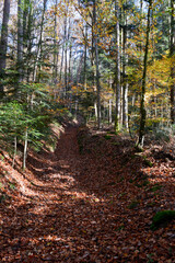 Seelbach, Wald und Herbststimmung am hinteren Tretenbach.