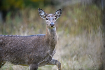 Young majestic red deer stag in Autumn Fall