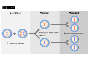 Fototapeta na wymiar Diagram of Meiosis, Process reduces chromosome from diploid to haploid