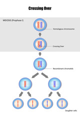 Diagram of Crossing Over, Genetic recombination, Crossing over during meiosis, Process of genetic material is exchanged between homologous chromosome