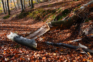 Seelbach, Wald und Herbststimmung am hinteren Tretenbach.