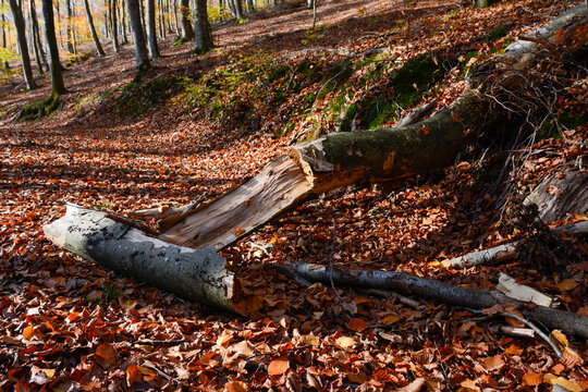 Seelbach, Wald und Herbststimmung am hinteren Tretenbach.