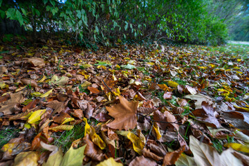 Blätter Blatt Laub Herbst Baum Herbst