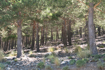pine forest in Sierra Nevada in southern Spain
