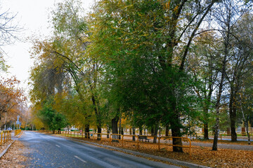 Fototapeta na wymiar Autumn trees with fallen leaves. City street.