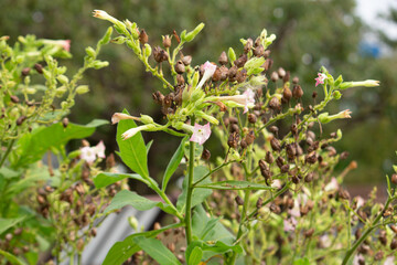 タバコ（たばこ、煙草、Nicotiana tabacum）、喫煙用のタバコ類の主要原料、かわいい花が咲いた、日本、秋