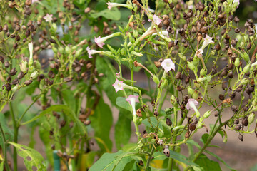 タバコ（たばこ、煙草、Nicotiana tabacum）、喫煙用のタバコ類の主要原料、かわいい花が咲いた、日本、秋