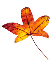 Macro close up of autumn leaves. Red yellow and green leaf as an autumn symbol isolated white background. Leave texture. Structure of leaf natural background. Macro texture. Macro on Autumn Foliage