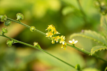 キンミズヒキ（金水引、学名：Agrimonia pilosa var. japonica ）、晴れ、日本、秋
