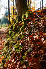 Seelbach, Wald und Herbststimmung am hinteren Tretenbach.