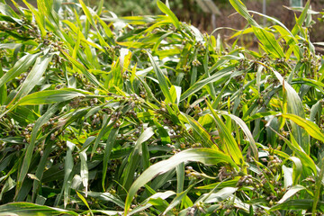 ジュズダマ（数珠玉、英名：Job's tears、　学名：Coix lacryma-jobi）日本で撮影　9月	