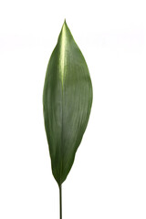 Fototapeta na wymiar green leaf isolated in white background