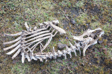 Animal bones on the ground