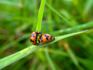 Beautiful couple ladybugs being mate on green leaves
