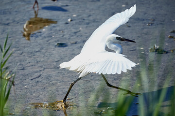 An egret about to take flight