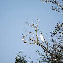 An egret on a tree