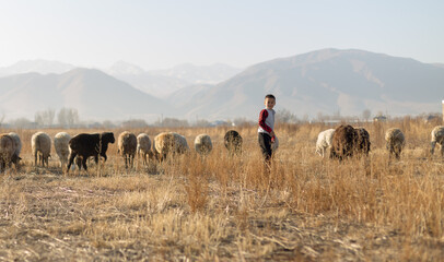 Flock of sheep and cheerful boy in the pasture in autumn