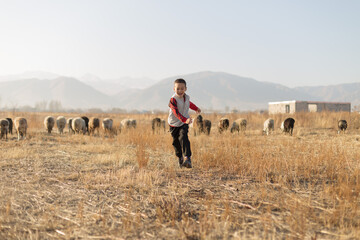 Fototapeta na wymiar Flock of sheep and cheerful boy in the pasture in autumn