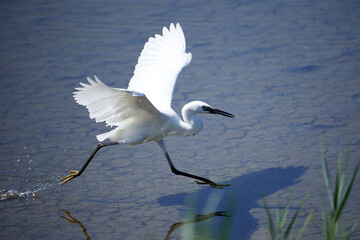 An egret about to take flight