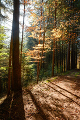 Obraz premium Seelbach, Wald und Herbststimmung am hinteren Tretenbach.
