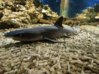 school of fish