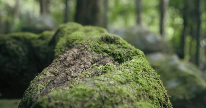 Close Up Shot Of The Moss On The Root In The Tropical Green Tree In Forest. Love Natural Conservation Concept. Magical Forest. Slow Motion