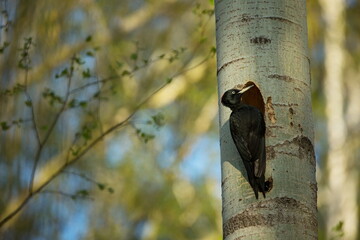 Bird nesting behaviour. Woodpecker with chick in the nesting hole. Black woodpecker in the forest. Wildlife scene with black bird in the nature habitat. Czech Republic. Wildlife. 