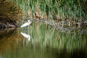 A little egret and its reflection in the water
